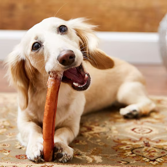 The Hidden Dangers of Dogs Chewing Ordinary Wood Sticks: What You Need to Know